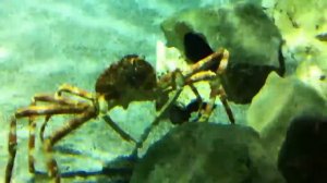 Японский краб паук