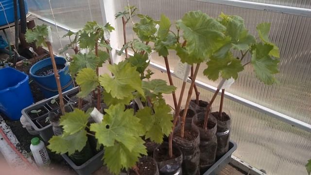 Чем и как закрыть виноград при заморозках. Как правильно посадить саженец. смотреть онлайн