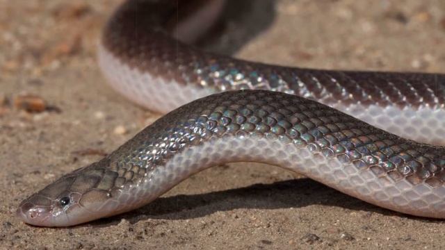 Шпильковые змеи (Atractaspidinae): чем интересны и опасны при нападении смотреть онлайн