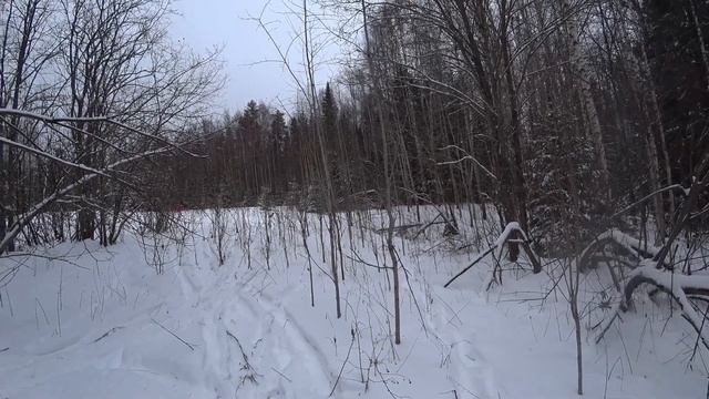Охота на зайца с эстонской гончей 15 декабря 2021г смотреть онлайн