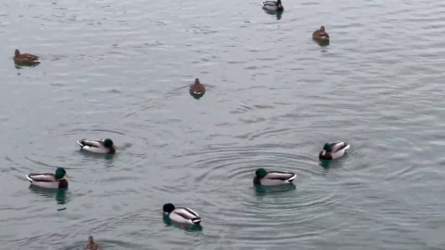 Уфа. Инорс, сквер Георгия Мушникова, озеро Теплое, утки, 10 марта 2023. Ufa. Inors.... смотреть онлайн