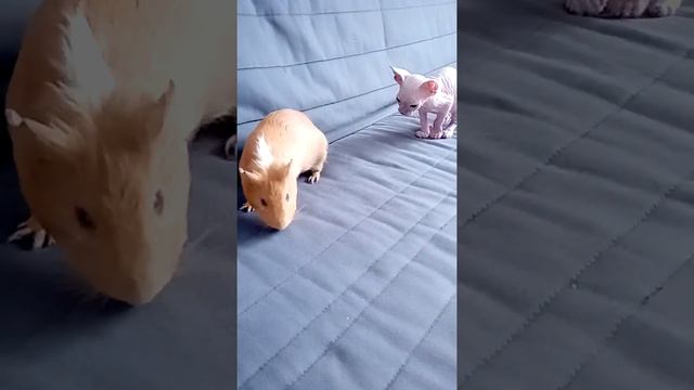 Коты, ну—ка брысь с дивана! Теперь тут спит свинка Шуня. смотреть онлайн