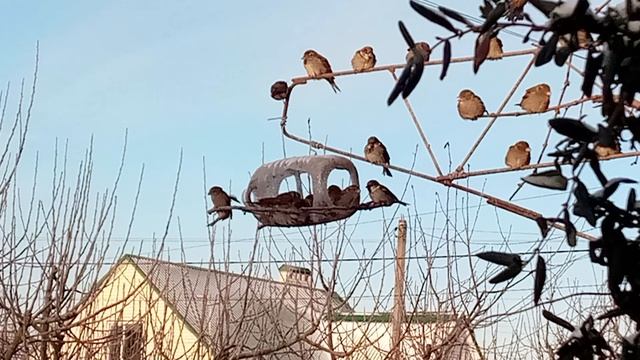 Воробьи обсиралки смотреть онлайн