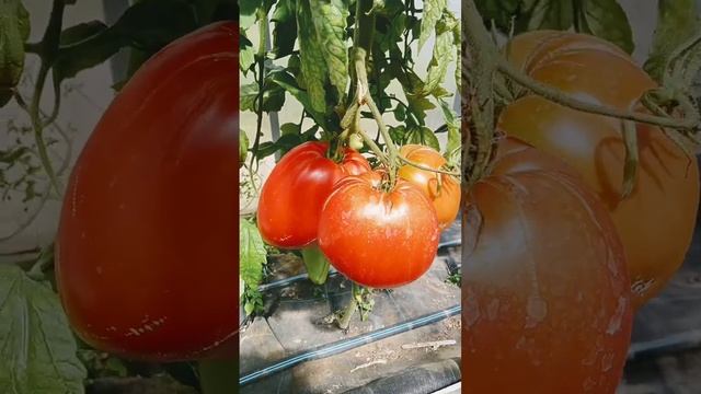 Томат Минусинский плоские сердца смотреть онлайн