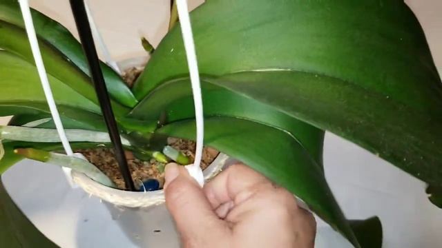 Orquídea Phaleanopsis Sogo Yukidian ( 2 meses después ) Seguimiento смотреть онлайн