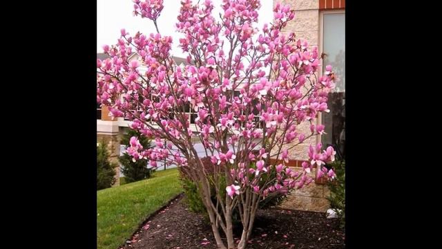 magnolia tree - magnolia tree diseases pictures смотреть онлайн