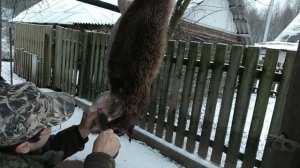 Как снять шкуру с бобра?