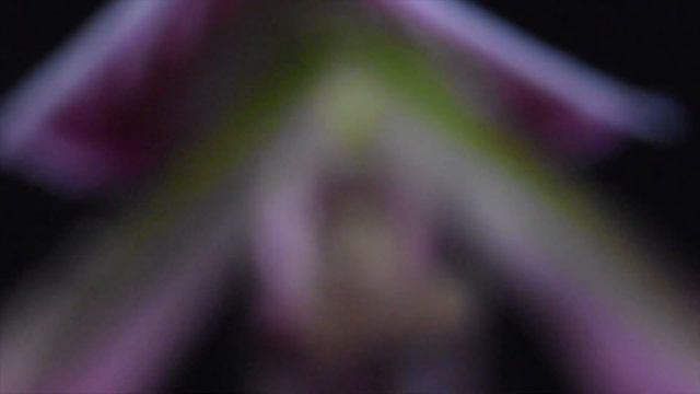 Fantastic Foliage - Paphiopedilum Callosum