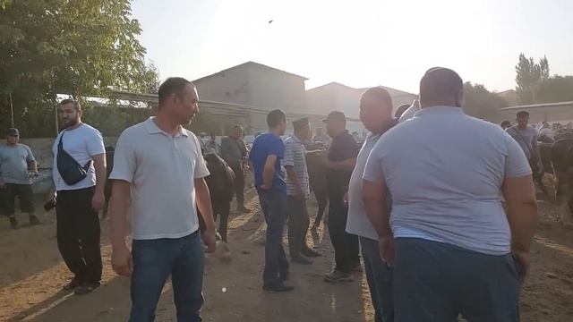 Qoqon mol bozori semiz VA boqma buqalar narhlari 19.07.2023yil+99833.781.14.04 смотреть онлайн