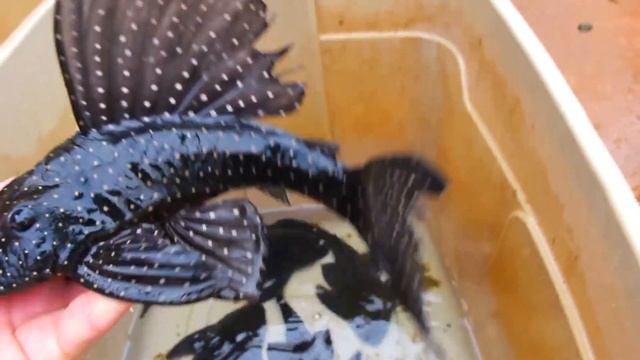 Hypostomus Margaritifer Future Breeders смотреть онлайн