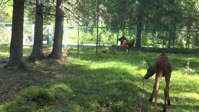 Печоро-Илычский заповедник. Лосеферма.(20.08.22) #лосеферма #печороилычскийзаповедник смотреть онлайн