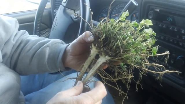 Winterkill-Alfalfa-Ted Bay-WGLR Farm Radio смотреть онлайн