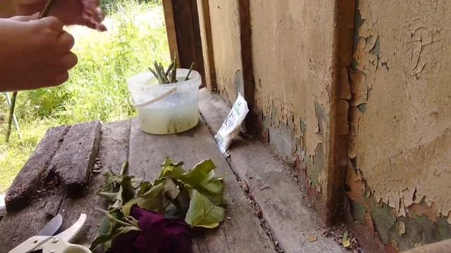 Как укоренить розы из букета на даче? Мои ошибки. смотреть онлайн