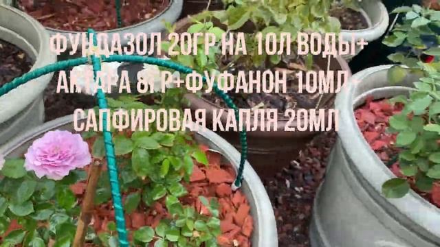 Обработка сада 29 августа 22г, БАКОВАЯ СМЕСЬ из препаратов смотреть онлайн