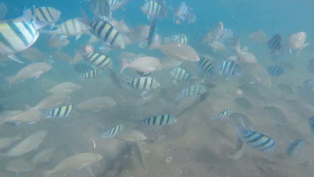 рыбы Красного моря Эйлат/דג הים האדום איילת смотреть онлайн