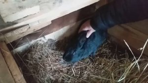 Кролики в гараже Зимний окрол