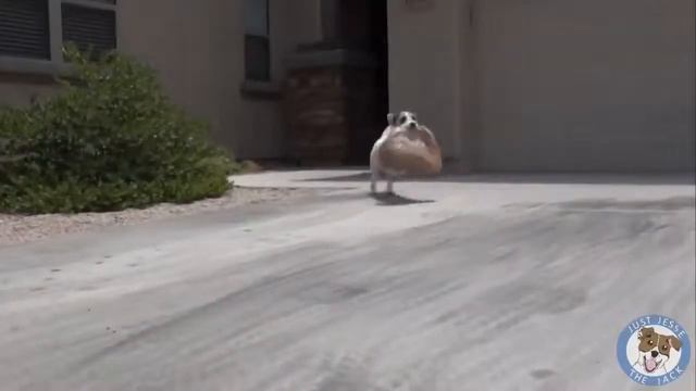 Самая умная собака смотреть онлайн