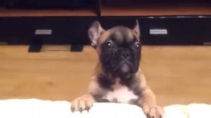 Французкий бульдог  РЖАКА!!!