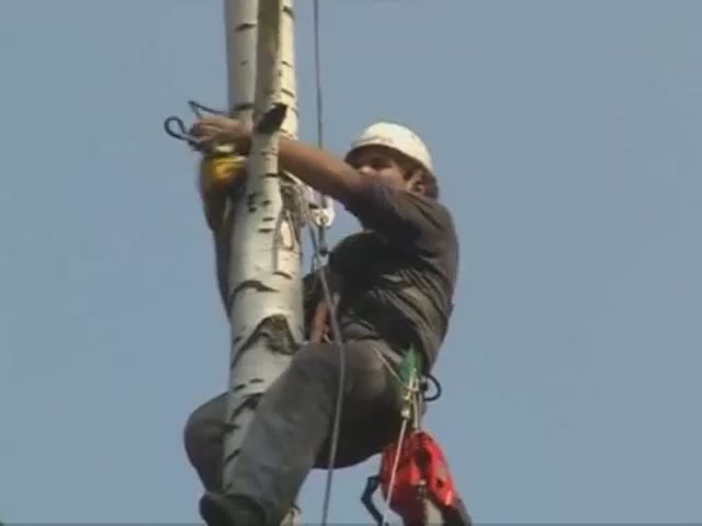 Промальп удаление деревьев ООО АссолЪ