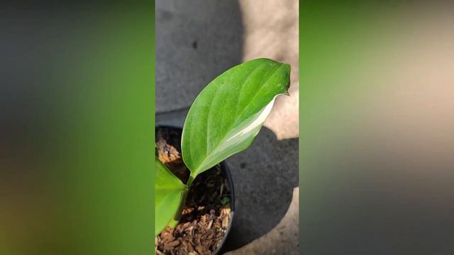 Episode 2: RARE Variegated Scindapsus Parakensis смотреть онлайн