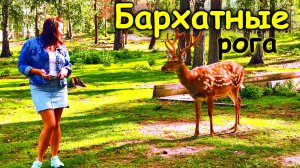Оленья ферма «Бархатные рога». Смешные мишки.