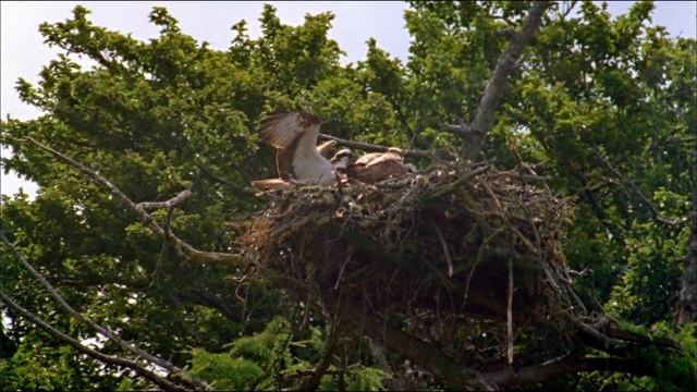 Scotland - Highlands and Islands, Nature Documentary смотреть онлайн