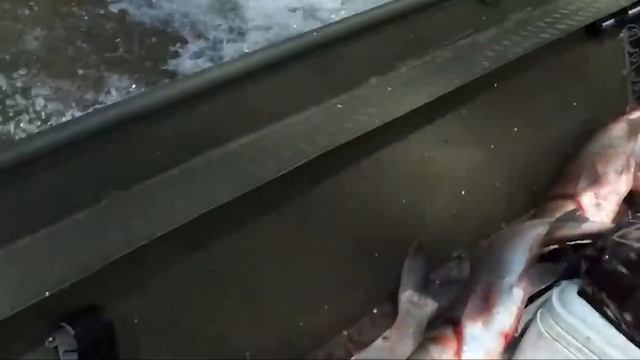 НЕОБЫЧНАЯ РЫБАЛКА. Рыбы прыгают в лодку. Азиатский карп, бешеный клёв. Приколы на рыбалке смотреть онлайн