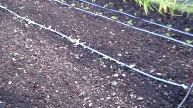 ПОЧВУ после ДОЖДЯ пропололи, разрыхлили смотреть онлайн