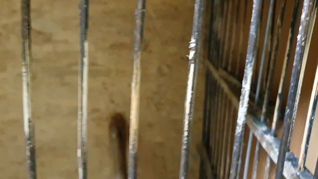 Домашняя сова сплюшка. Модернизация клетки после побега. смотреть онлайн