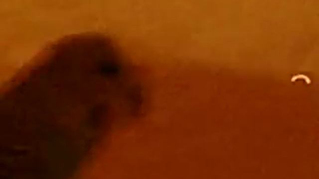 VLOG:мой попугай! смотреть онлайн