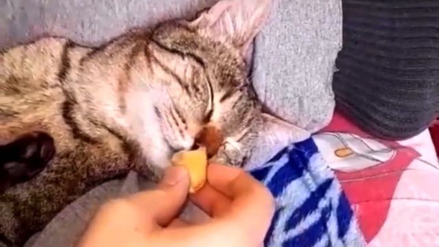 The Cat Eats In His Sleep. Кот ест во сне