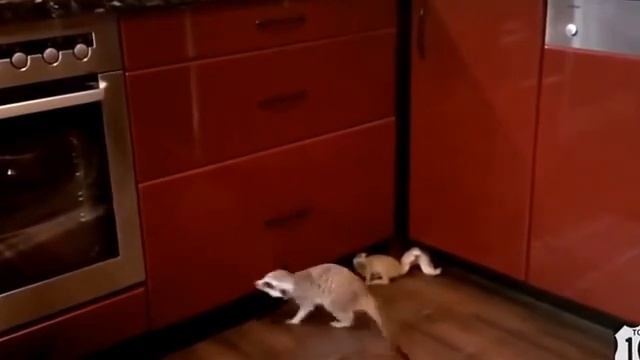 РЖАКА ДНЯ СУРИКАТы ПРОГОЛОДАЛИСЬ смешные животные 2015 смотреть онлайн