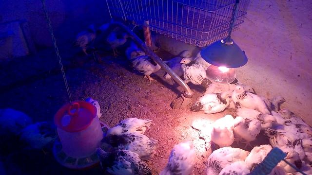 Цыплята из брудера на пол*Содержание цыплят зимой*Деревенский уклад жизни* смотреть онлайн