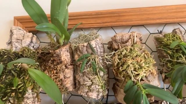 Обзор коллекции орхидей на февраль. Орхидеи в интерьере. смотреть онлайн