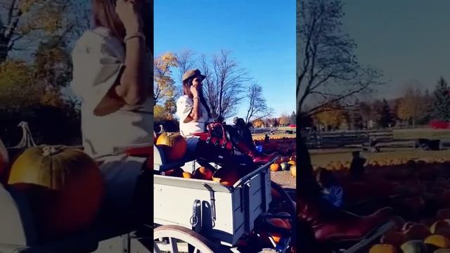 #countdown #halloween #vibes #cart #pumpkin #pump #up #the #jam смотреть онлайн