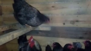 Куры породы барневельдер. Начали новый эксперимент!