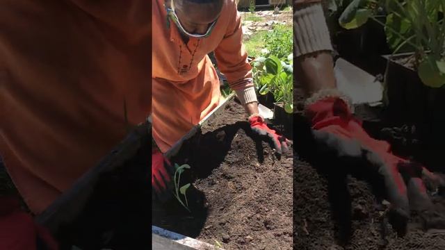 Planting Brassicas Part 1 - Tapley Garden