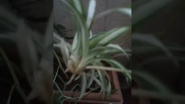 Spider plant(Chlorophytum comosum) easy ways of propagation | Bala's musings. смотреть онлайн