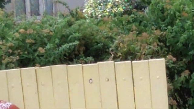 В культурной столице во дворах пьют из бокалов! смотреть онлайн