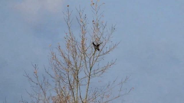 №4176 13 10 2023 Птицы на озере смотреть онлайн