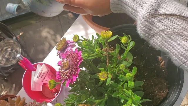 OSTEOSPERMUM 4D PURPLE | SEPARATE AND REPOT PLANT смотреть онлайн
