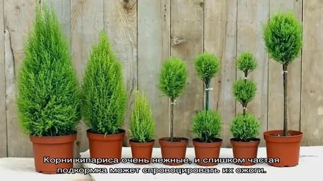 Кипарис в горшке — как ухаживать в домашних условиях смотреть онлайн