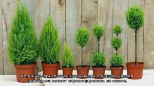 Кипарис в горшке — как ухаживать в домашних условиях