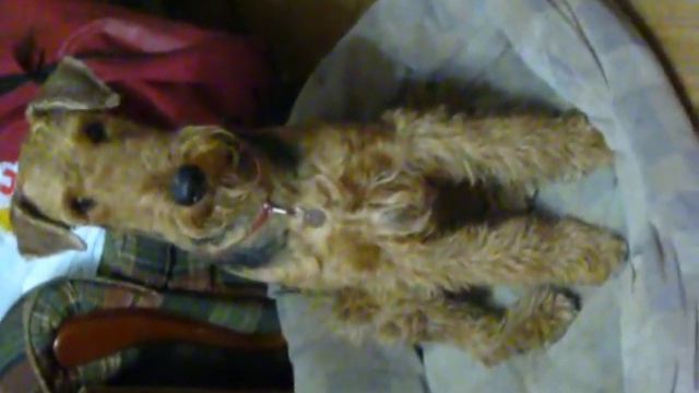 грумминг кота.avi смотреть онлайн