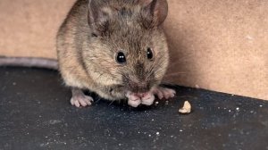 Раз и навсегда! Вот несколько безопасных способов избавиться от грызунов в подвале, сарае и даче