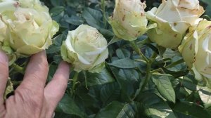 ?Роза «La Perla», W. Kordes - первогодка, долго раскрывающаяся « жемчужина».