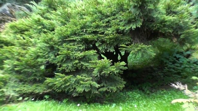 Когда цветёт сакура в Японском саду? часть  2