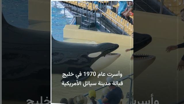 الحوت لوليتا تعود إلى المحيط بعد 50 عاما من الأسر