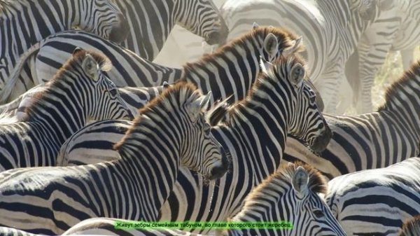 Зебра - Zebra (Энциклопедия животных)