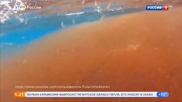 Мясо криля - ценный источник белка смотреть онлайн